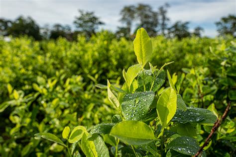 Coca Plant Seeds