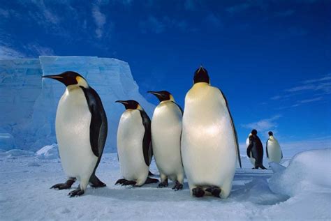 Karmakara Emperor Penguin group near Ekstrom Ice Shelf, Weddell Sea ...
