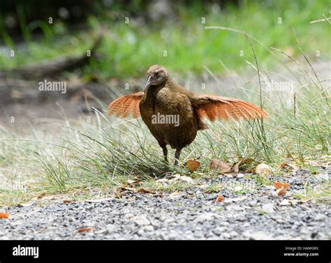 Lord Howe Woodhen (Tricholimnas sylvestris) has been saved from extinction and is endemic to ...