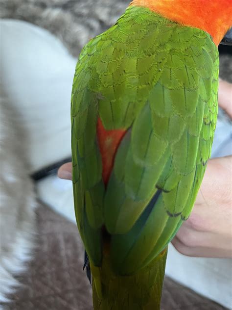 Image result for Red Factor Conure