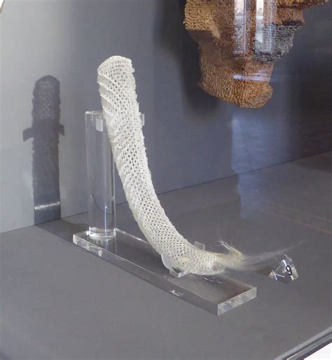 Conservation of a Venus Flower Basket | NatSCA