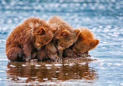 Charming Brown Bear Cubs by the Water – HD Animal Wallpaper