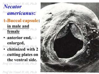 Image result for Alien vs Predator 1 Movie