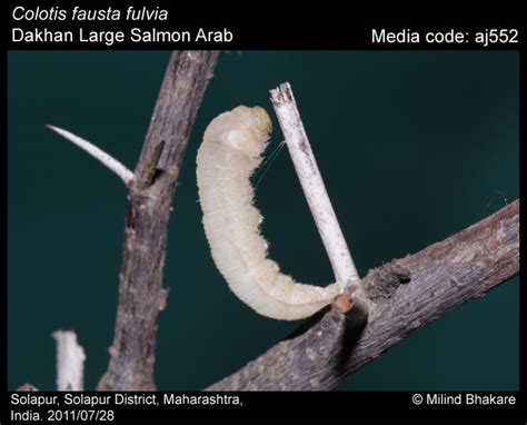 Colotis fausta | Butterfly