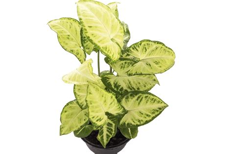 Syngonium Green Live Plant : Amazon.in: Garden & Outdoors