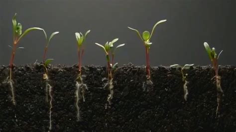 从一颗种子发芽长成一株绿苗，四季豆变化过程的记录速览