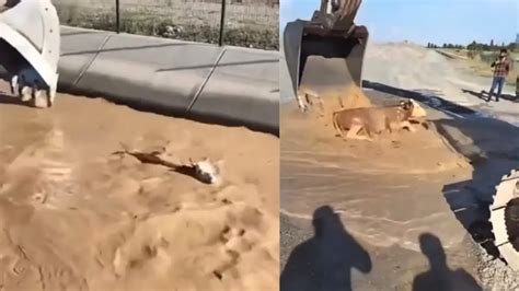 Humanity still alive! Earthmover operator fishes out cow from flash ...