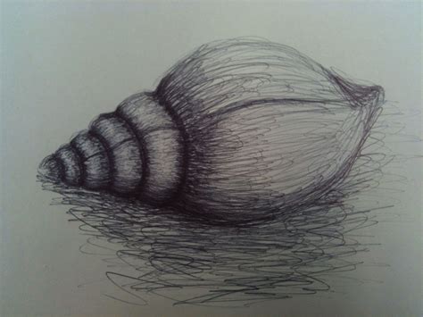 Image result for Biro Drawing Shell