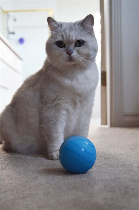 Buy BarxBuddy Busy Ball Interactive Cat & Dog Toy - (Heavy Duty ...