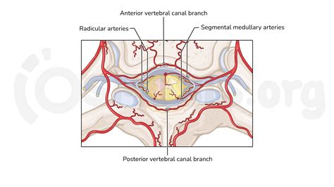 Vertebral Artery Branches Anatomy