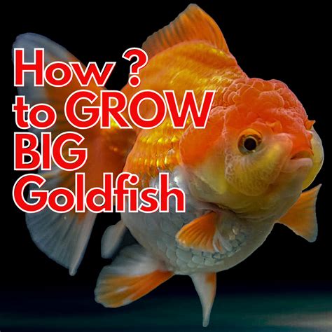 Aquarium Products India – Aquarium Products India