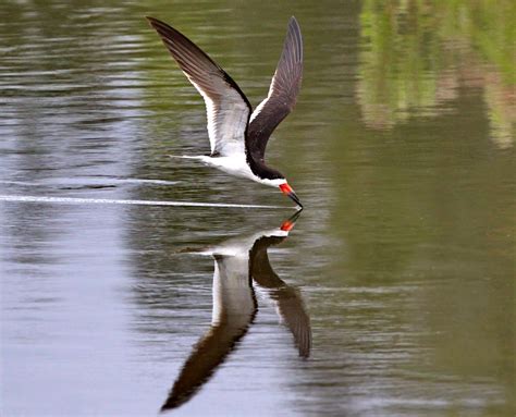 Skimmers | San Diego Bird Spot