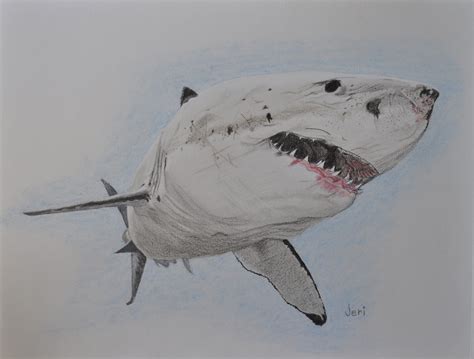 Drawing Great White Shark - Drawing Tips Guide