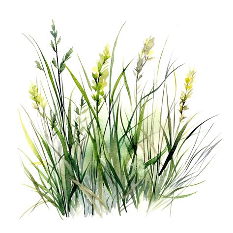 Watercolor green grass. Illustration 24529659 Stock Photo at Vecteezy