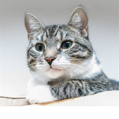 Free Profile Picture Ring Maker - Add Stunning Rings to Your Profile ...