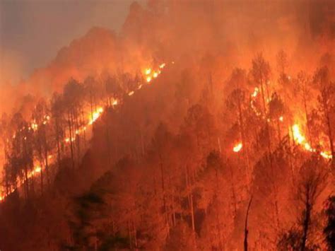 Here's Everything You Need To Know About Forest Fires