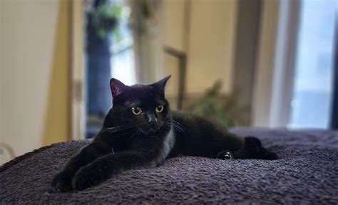This is Baphomet : r/blackcats