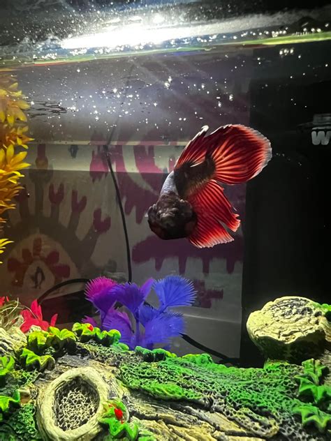 my betta fish wont stop flaring at its reflection and it’s been weeks ...