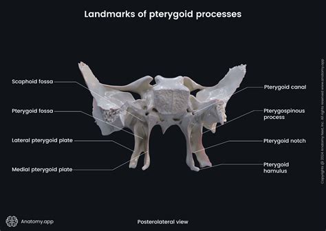 Sphenoid Bone Labeled