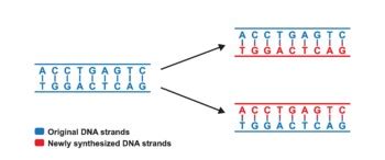 Semi Conservative DNA Replication Model Project 的图像结果
