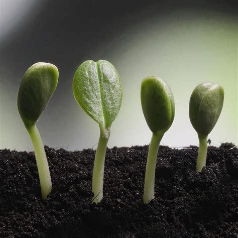 Seeds and Live Plants - Wild Roots Apothecary and Seed Shop