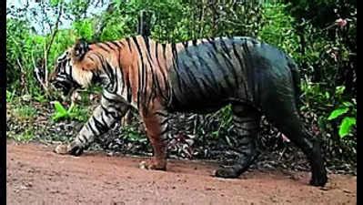 Tiger Rescued: Tiger rescued in Raisen jungle | Bhopal News - Times of ...