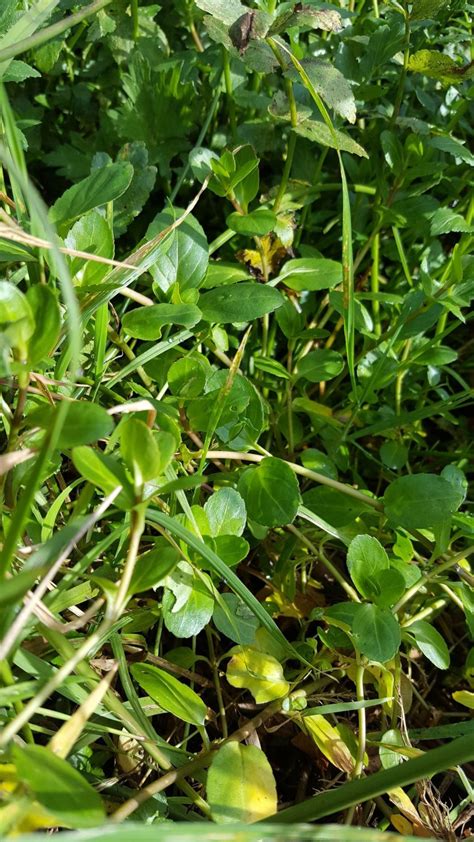 Veronica beccabunga - llysiau Taliesin, brooklime, European brooklime ...