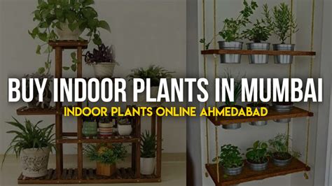 Buy Indoor Plants in Mumbai At Best Price RS. 150 – Abana Homes