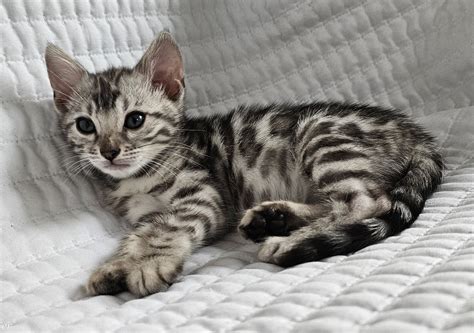 Silver Bengal Kittens Available in Minnesota — Starry Night Farm on ...