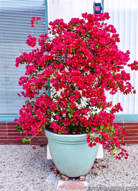 Bougainvillea Plant Care: Top Tips For Growing Bougainvillea