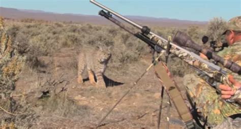 Alert Sound Predator 的图像结果