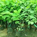Custard Apple Tree - Custard Apple Plants Manufacturer from Chhindwara