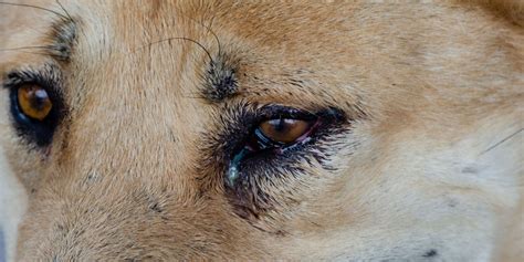 Dog Eye Boogers – Types of Eye Discharges, Causes, Treatments