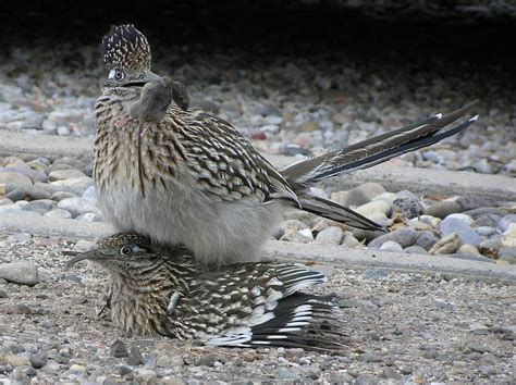 New Mexico Birds: Paisano Bird: Greater Roadrunner