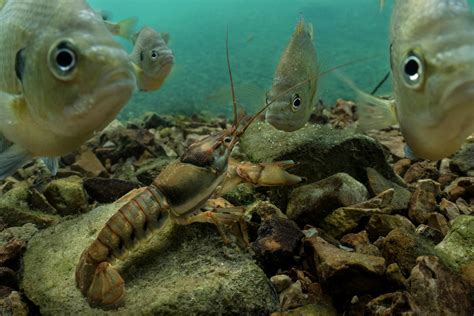 Beautiful underwater photos of freshwater animals | National Geographic