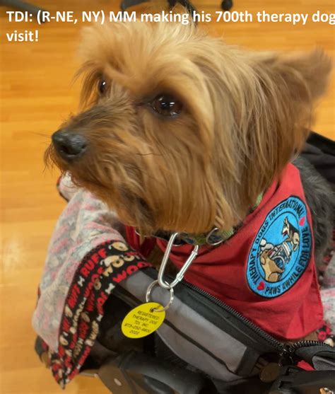 Therapy Dogs International