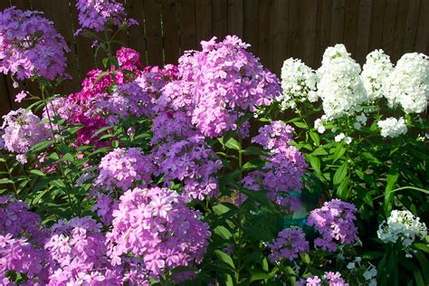 Tall Phlox Flowers Perennial