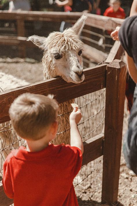 Farm School Tours — Los Rios Rancho