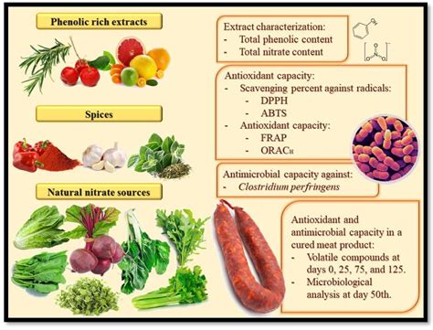 Antioxidants In Spanish Translation at Oscar Godson blog