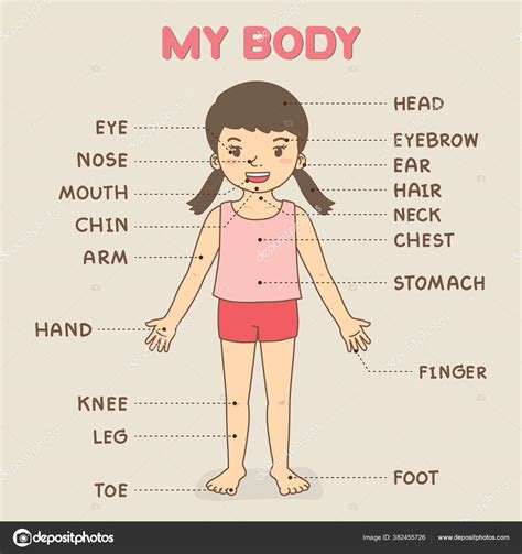 Female Anatomy Diagram For Kids