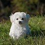 Image result for Cute Adult Dogs