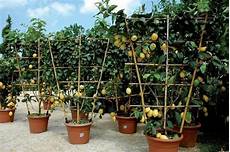 albero di limoni in vaso potare limoni alberi da frutto come potare i limoni albero di limoni in vaso potare limoni alberi da frutto come potare i limoni