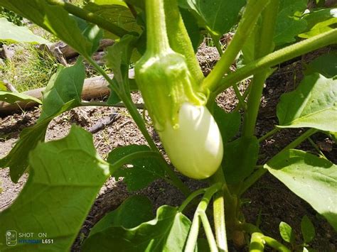 LA MELLO ECO HOSTAL (Palomino) - Lodging Reviews, Photos, Rate ...