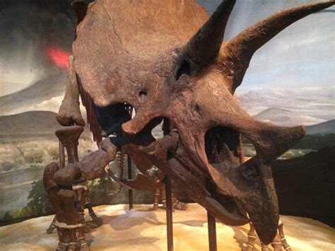 Dinosaurs & Fossils | Meer