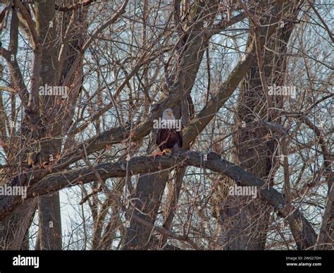 Bald Eagle migration through the Loess Bluffs National Wildlife Refuge ...