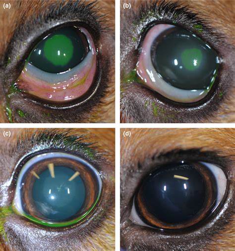 Serum For Corneal Ulcer Dog at Richard Armes blog