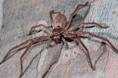 Huntsman Spider Size