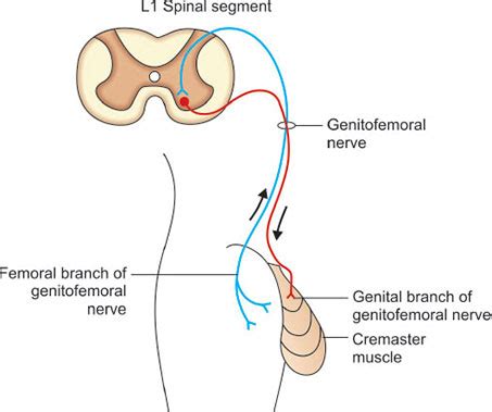 Image result for Cremasteric Muscle Contraction