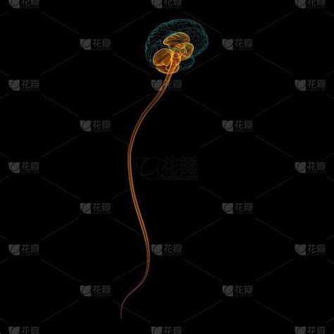 人脑 的图像结果