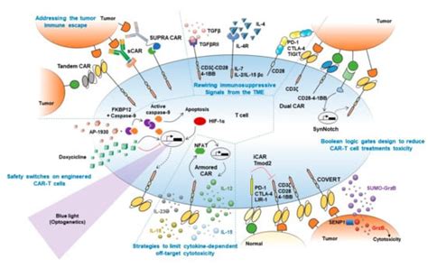 Precision Tools in Immuno-Oncology: Synthetic Gene Circuits for Cancer ...